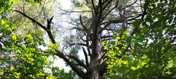 Financement disponible pour l’aménagement durable des forêts dans Lanaudière