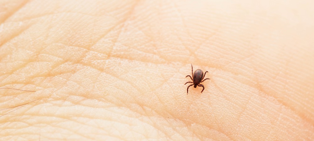 Maladie de Lyme - Attention à la tique !