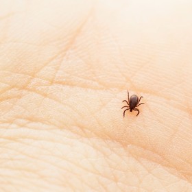 Maladie de Lyme - Attention à la tique !