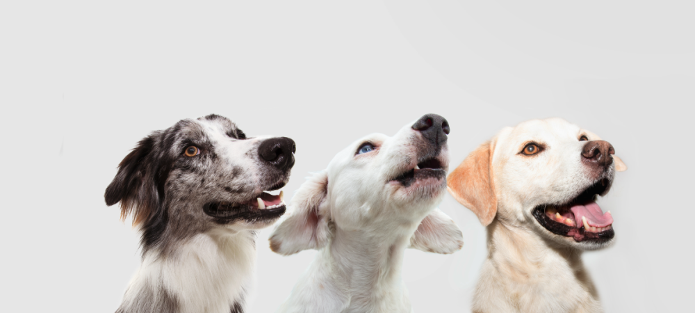 Paiement de licence de chien en ligne